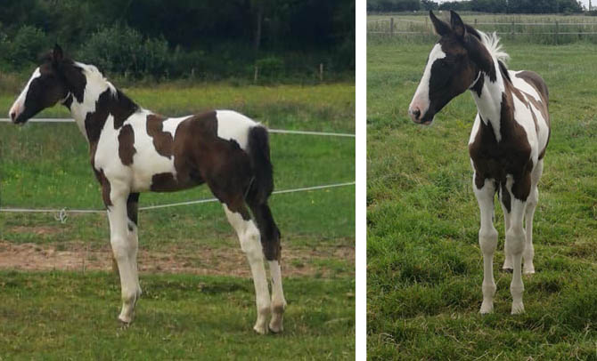 Yearling Coloured Colt